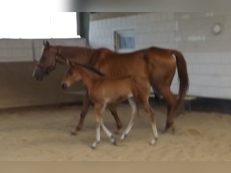 Hanoverian Mare Foal (05/2024) Brown in Falkensee