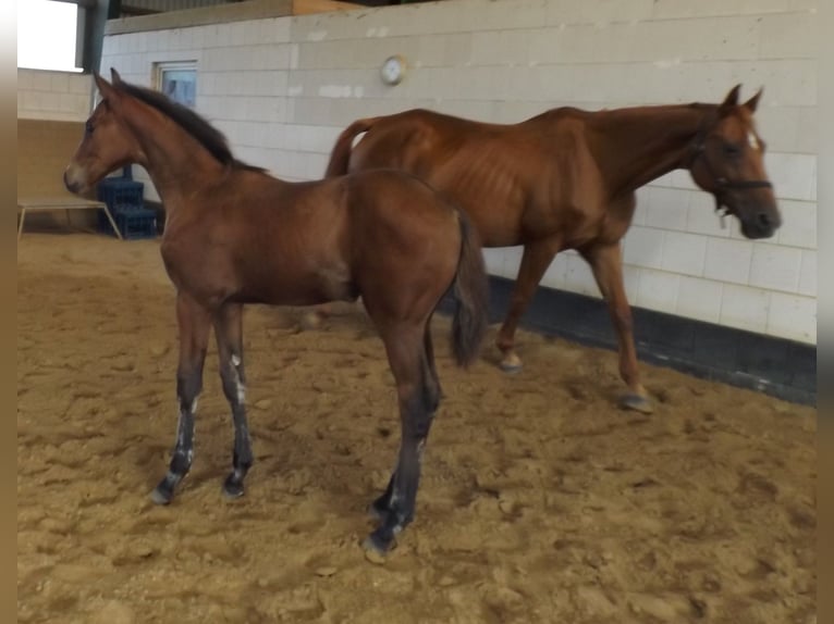 Hanoverian Mare Foal (05/2024) Brown in Falkensee