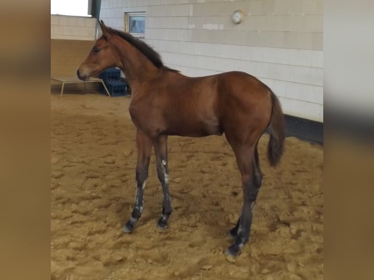 Hanoverian Mare Foal (05/2024) Brown in Falkensee