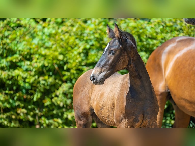 Hanoverian Mare Foal (04/2024) Brown in Heinsberg