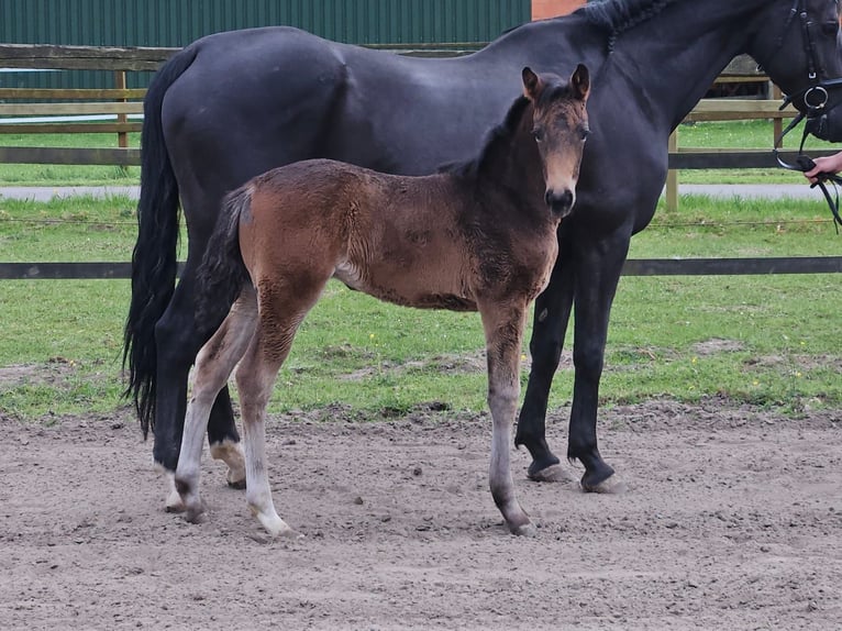 Hanoverian Mare  Brown in Ihlienworth