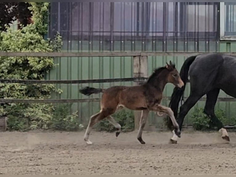 Hanoverian Mare  Brown in Ihlienworth