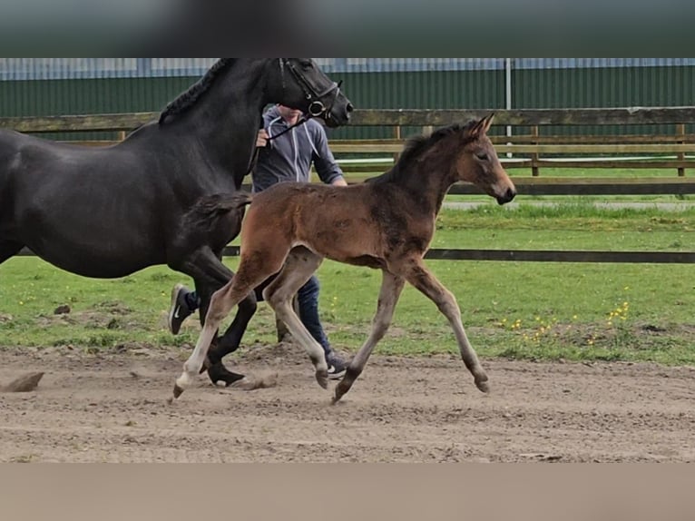 Hanoverian Mare  Brown in Ihlienworth