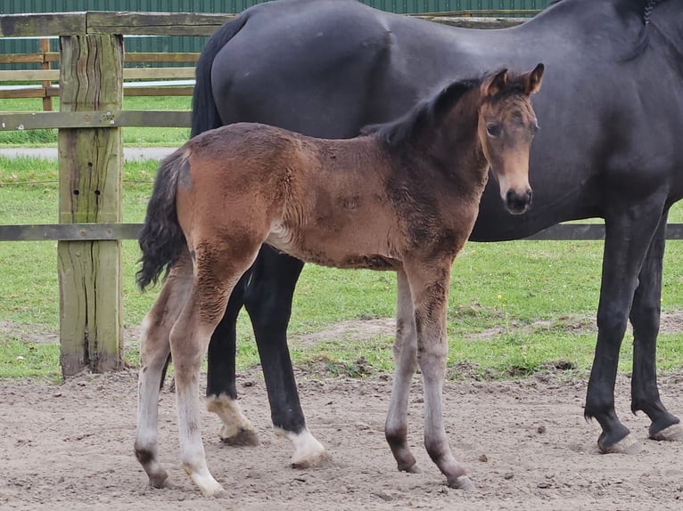Hanoverian Mare  Brown in Ihlienworth