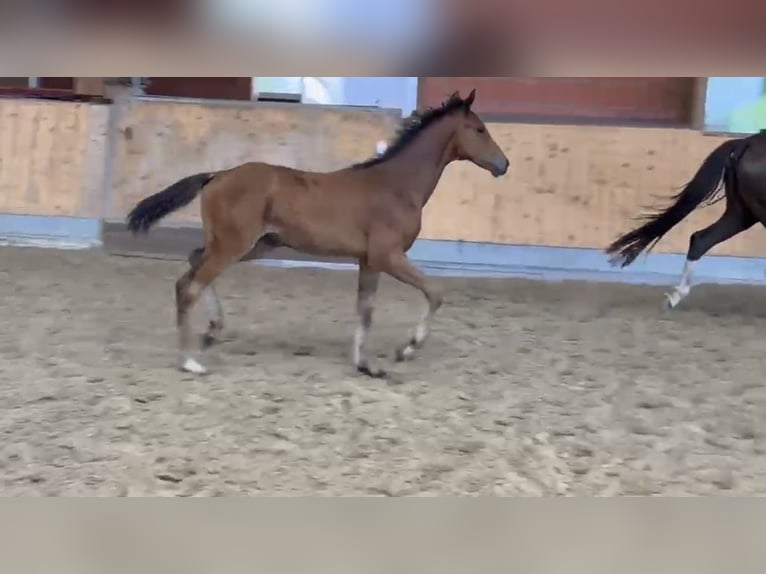 Hanoverian Mare Foal (04/2026) Brown in Helvesiek
