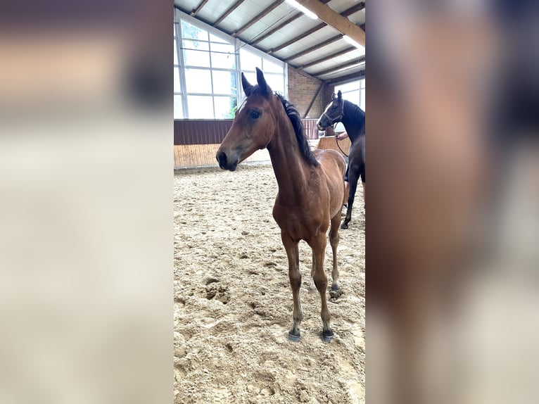 Hanoverian Mare Foal (04/2026) Brown in Helvesiek
