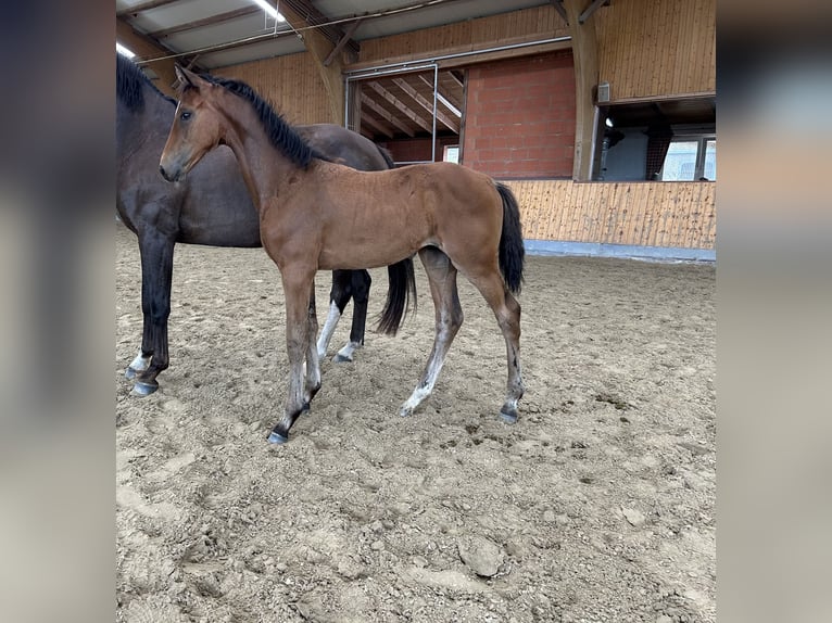 Hanoverian Mare Foal (04/2026) Brown in Helvesiek