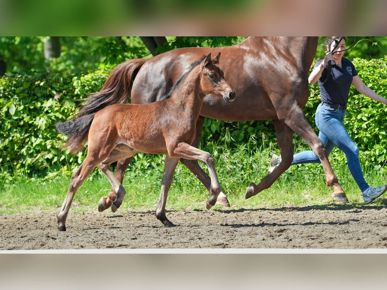 Hanoverian Mare  Brown in M&#xF6;nchengladbach