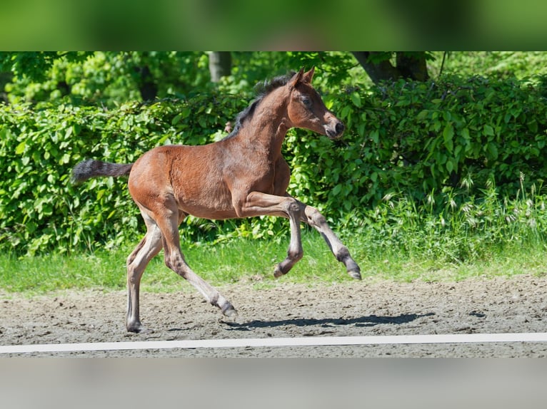 Hanoverian Mare  Brown in M&#xF6;nchengladbach