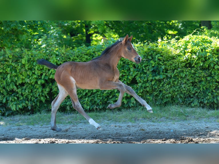 Hanoverian Mare  Brown in M&#xF6;nchengladbach