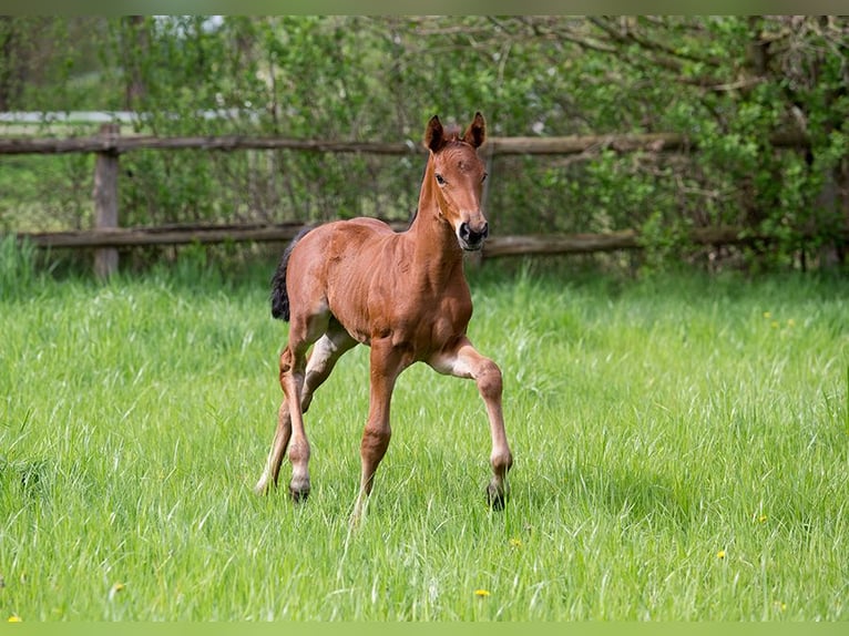 Hanoverian Mare Foal (03/2024) Brown in Lilienthal