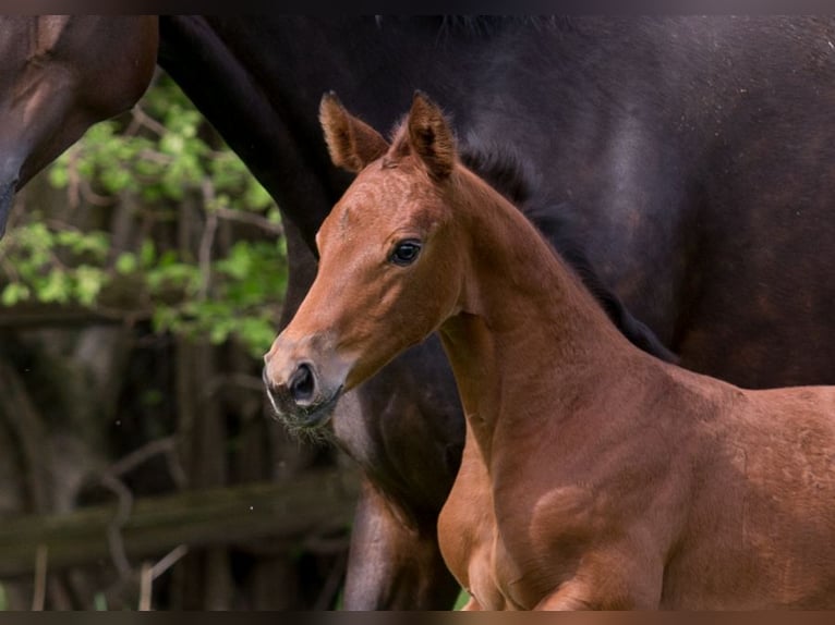 Hanoverian Mare Foal (03/2024) Brown in Lilienthal