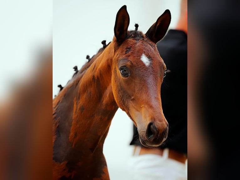 Hanoverian Mare Foal (03/2026) Brown in Gahro