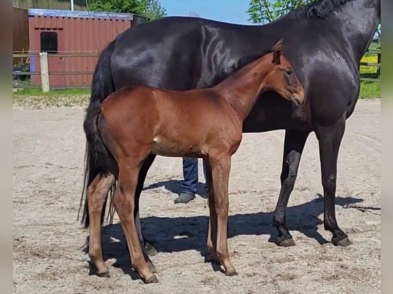 Hanoverian Mare Foal (03/2024) Brown in Butjadingen