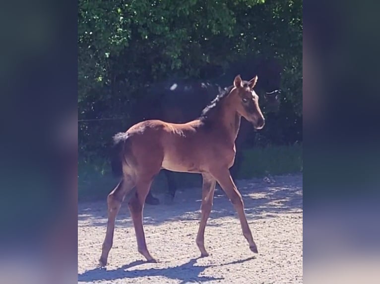 Hanoverian Mare Foal (03/2024) Brown in Butjadingen