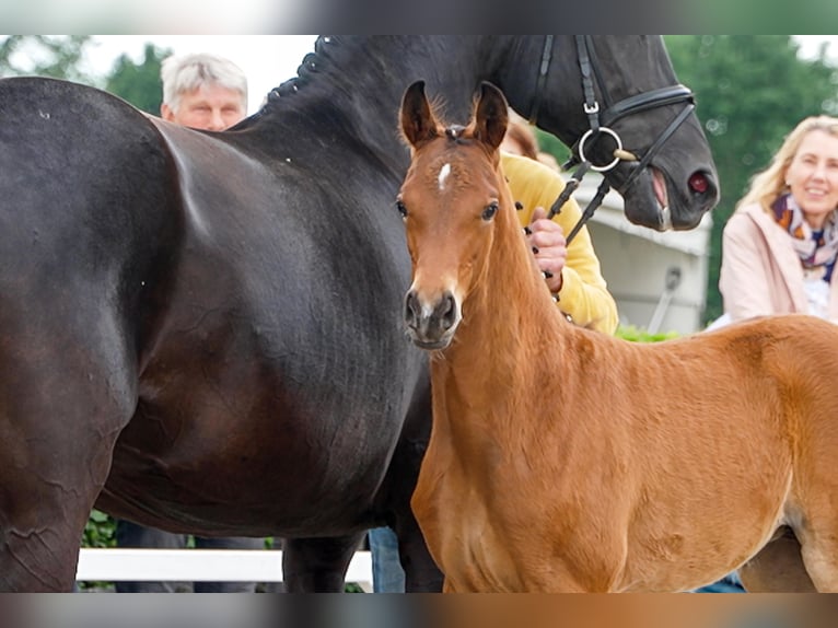 Hanoverian Mare  Brown in Celle