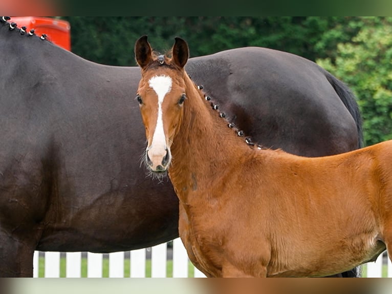 Hanoverian Mare  Brown in Celle