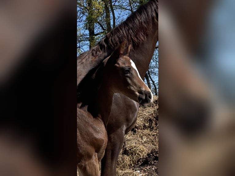Hanoverian Mare  Brown in Cuxhaven