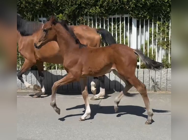 Hanoverian Mare Foal (03/2025) Brown in Essen