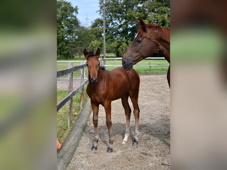 Hanoverian Mare Foal (06/2024) Brown in Osnabrück