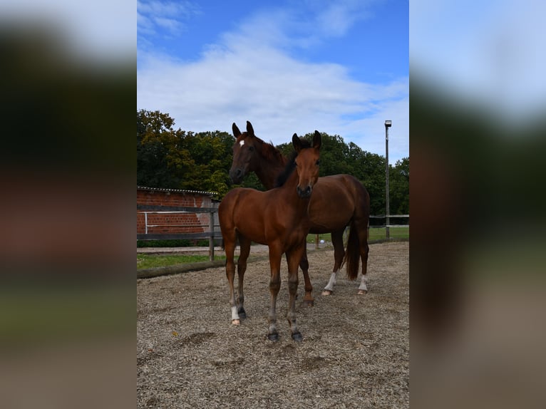 Hanoverian Mare Foal (06/2024) Brown in Osnabrück