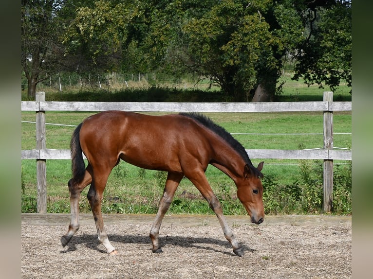 Hanoverian Mare Foal (06/2024) Brown in Osnabrück