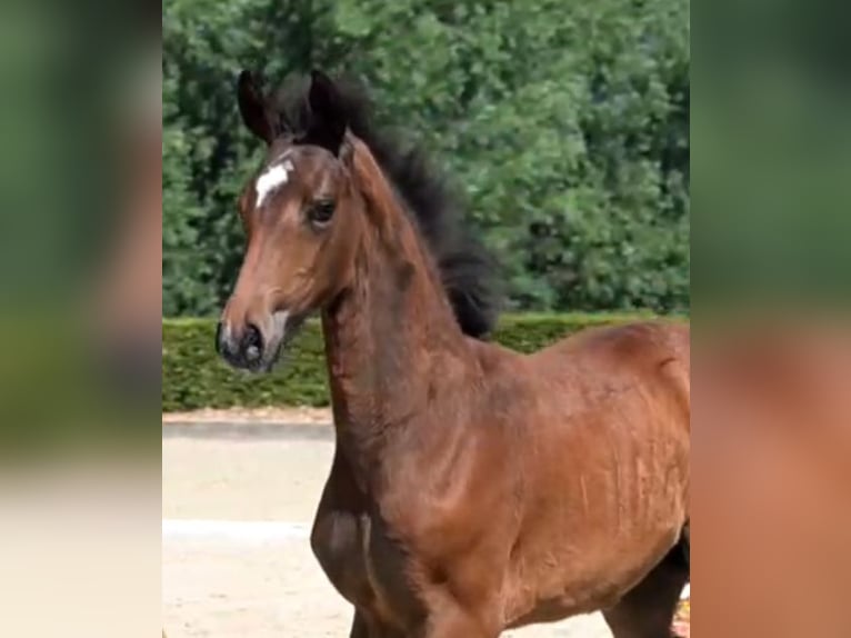 Hanoverian Mare  Brown in Gro&#xDF; Ippener