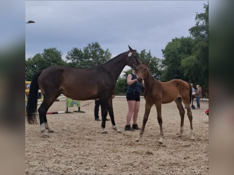 Hanoverian Mare Foal (04/2026) Brown in Hatten
