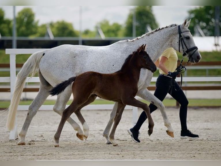 Hanoverian Mare Foal (05/2026) Brown in Wittingen