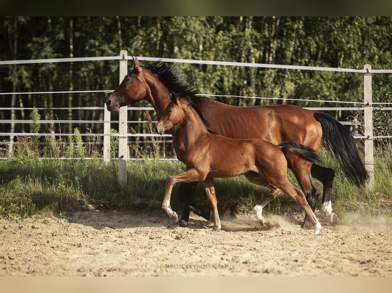 Hanoverian Mare Foal (06/2025) Brown in k&#x105;ty-wielgi