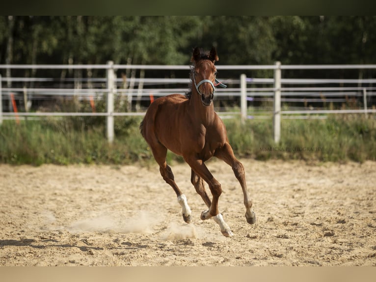 Hanoverian Mare Foal (06/2025) Brown in k&#x105;ty-wielgi