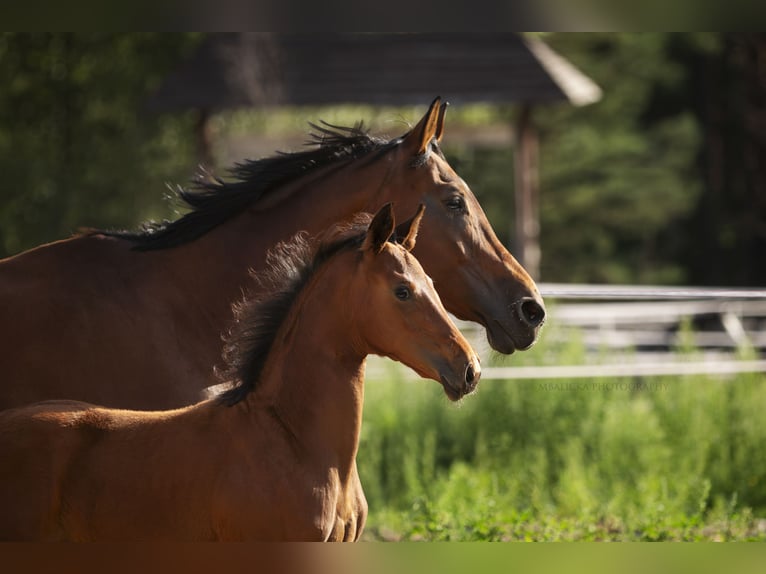 Hanoverian Mare Foal (06/2025) Brown in k&#x105;ty-wielgi