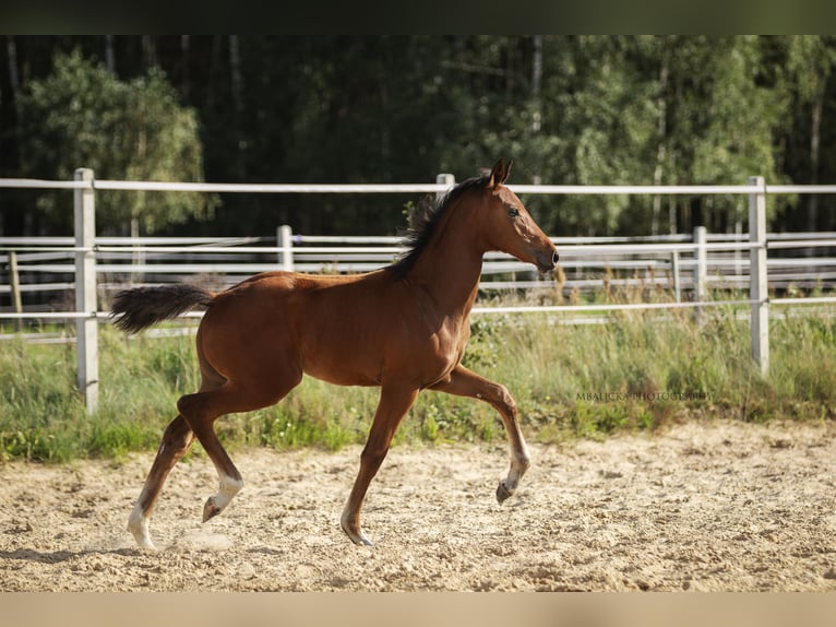 Hanoverian Mare Foal (06/2025) Brown in k&#x105;ty-wielgi