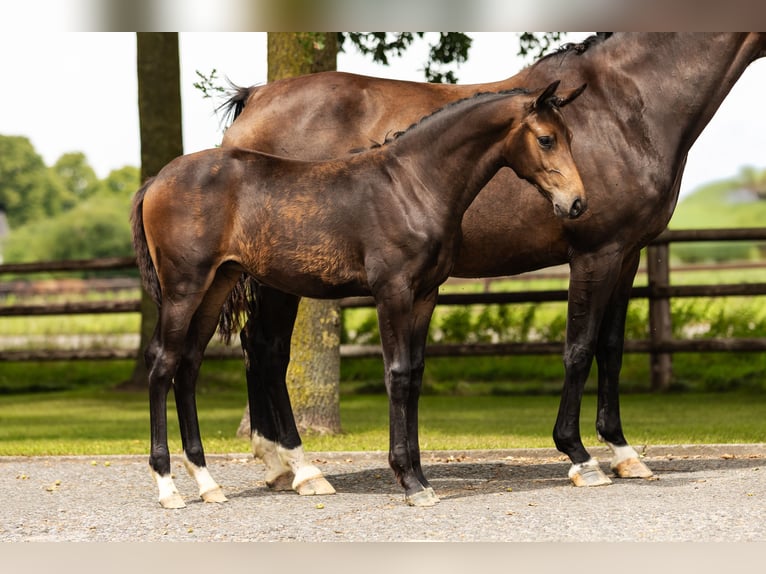 Hanoverian Mare Foal (03/2025) Brown in Bocholt