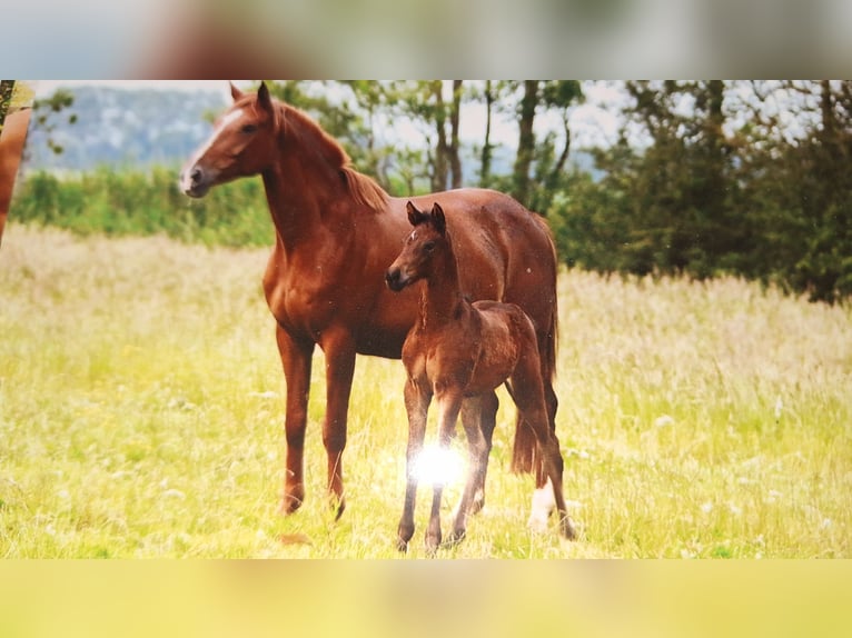 Hanoverian Mare Foal (05/2025) Brown in Neuenkirchen