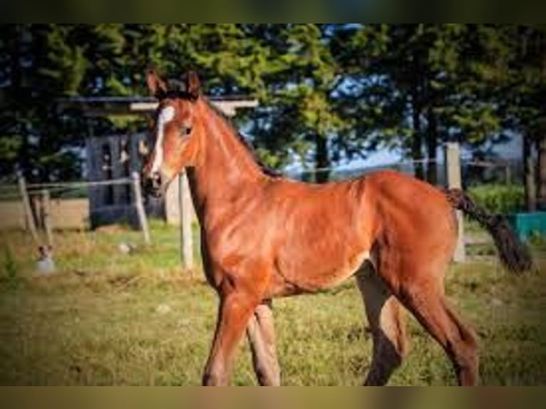 Hanoverian Mare Foal (06/2025) Brown in Saint-Médard-sur-Ille Hanoverian Mare Foal (06/2025) Brown in Saint-Médard-sur-Ille