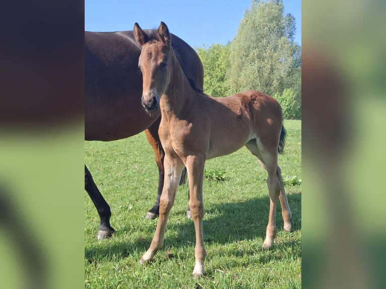Hanoverian Mare  Brown in Nordhorn