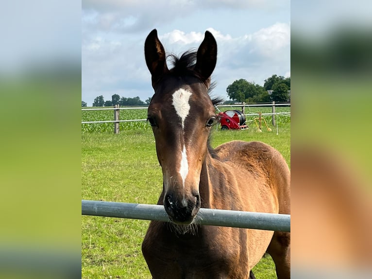 Hanoverian Mare Foal (03/2025) Brown in Stemwede