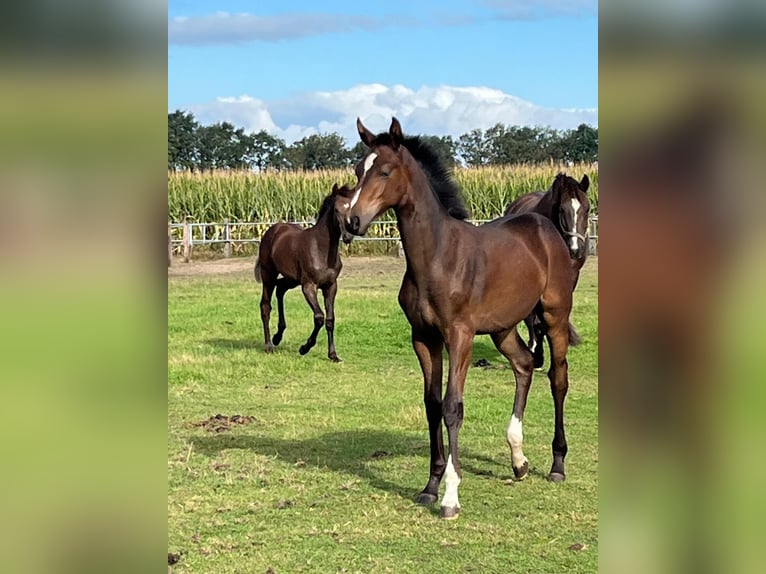 Hanoverian Mare Foal (03/2025) Brown in Stemwede