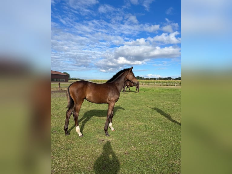 Hanoverian Mare Foal (03/2025) Brown in Stemwede