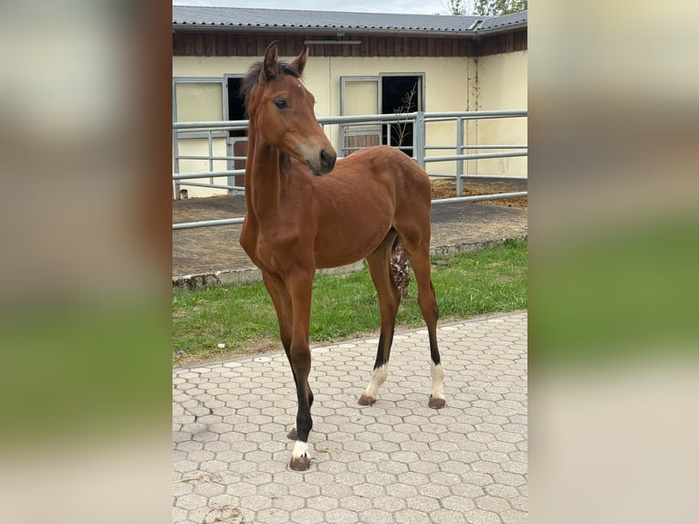 Hanoverian Mare Foal (04/2026) Brown in Troisdorf