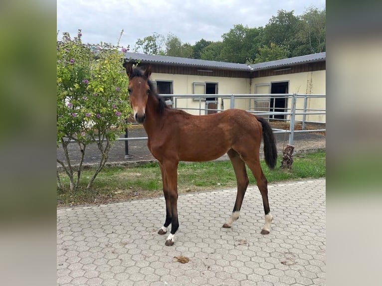 Hanoverian Mare Foal (04/2026) Brown in Troisdorf