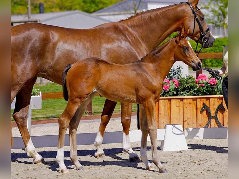 Hanoverian Mare  Brown in Verden (Aller)