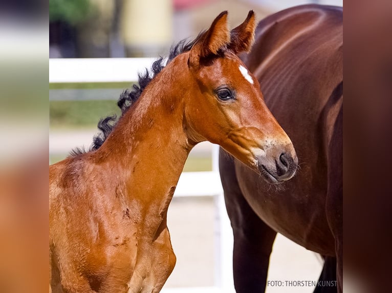 Hanoverian Mare Foal (07/2026) Brown in Verden