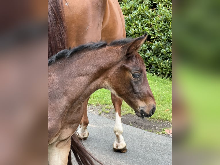 Hanoverian Mare Foal (01/2024) Brown in Wagenfeld