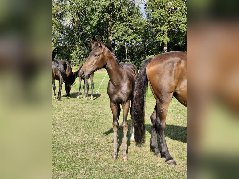 Hanoverian Mare Foal (06/2026) Brown in Walsrode