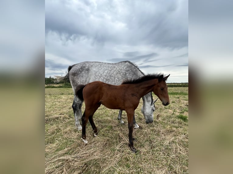 Hanoverian Mare Foal (05/2026) Brown in Balje