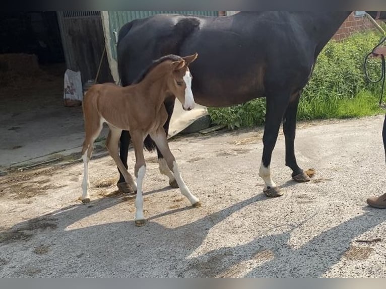 Hanoverian Mare  Brown in Otterndorf