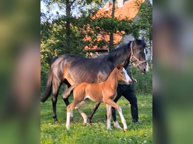 Hanoverian Mare  Brown in Otterndorf