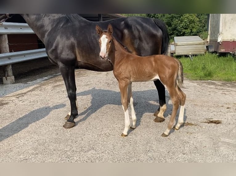 Hanoverian Mare  Brown in Otterndorf
